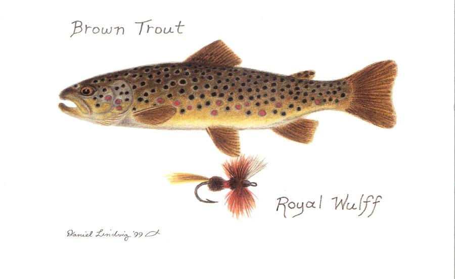 Brown Trout Drawing