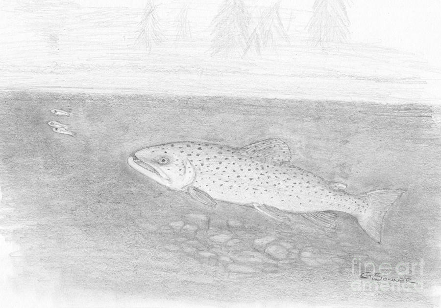 Brown trout Drawing by George Sonner
