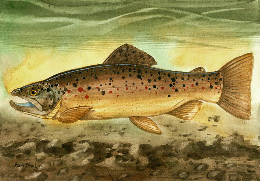 Brown Trout Painting by Sean Seal