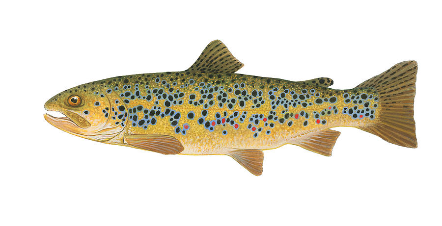 Brown Trout Painting by Shari Erickson