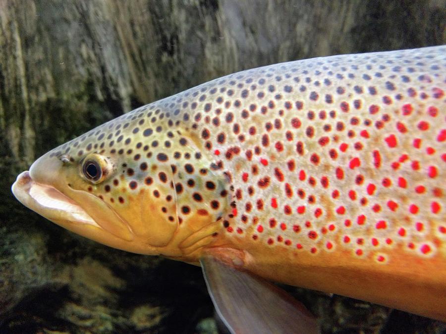 Fish Photograph - Brown Trout by W W