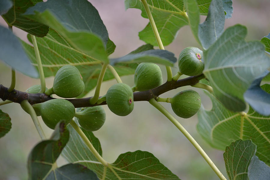 Brown Turkey Figs Photograph by Roy Erickson - Pixels