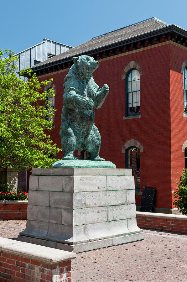 Brown University Bear 1515 Photograph by Ginger Stein