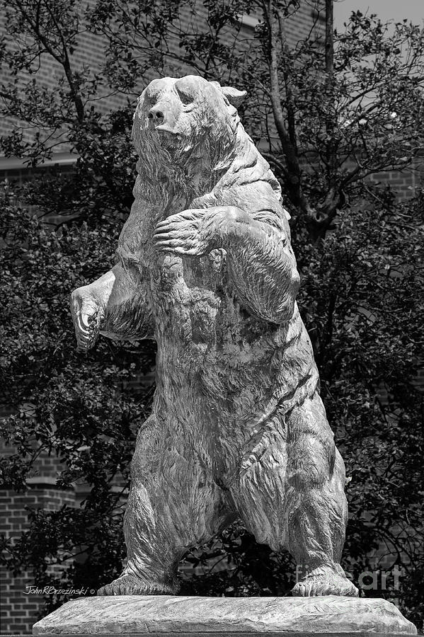 Brown University Bear Photograph by University Icons