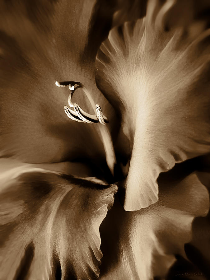 Brown Velvet Gladiolus Flower Photograph by Jennie Marie Schell