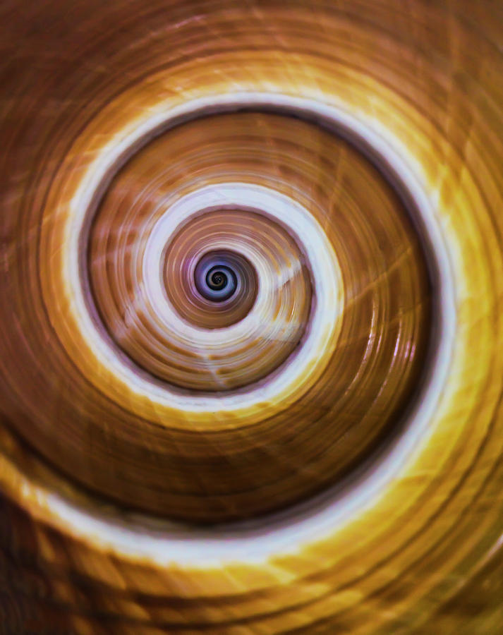 Brown, white and yellow spiral shell Photograph by Jaroslaw Blaminsky