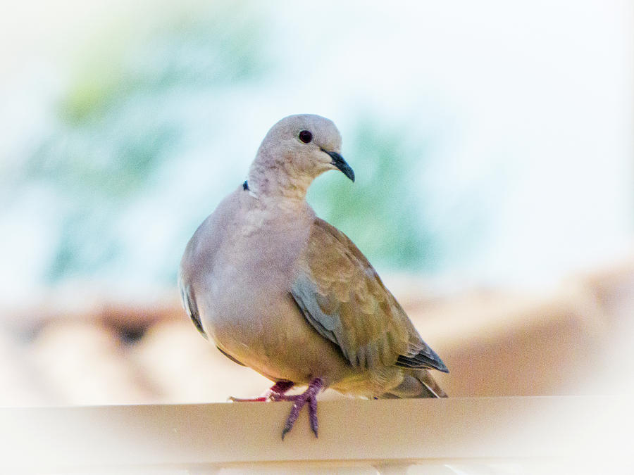 Eurasian Collared Dove Photograph by Kimo Fernandez