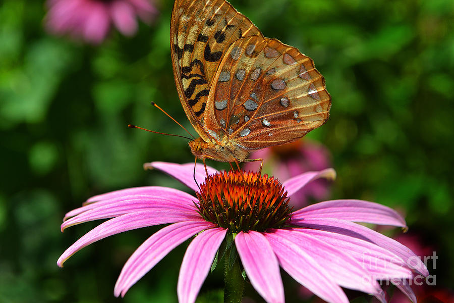 Brown Yellow Butterfly on Cone Flowe Photograph by Amy Lucid