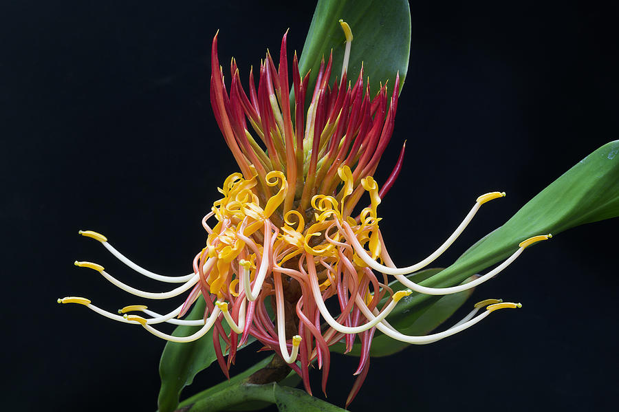 Brownea Macrophylla Tropical Flower Photograph by Ken Barrett