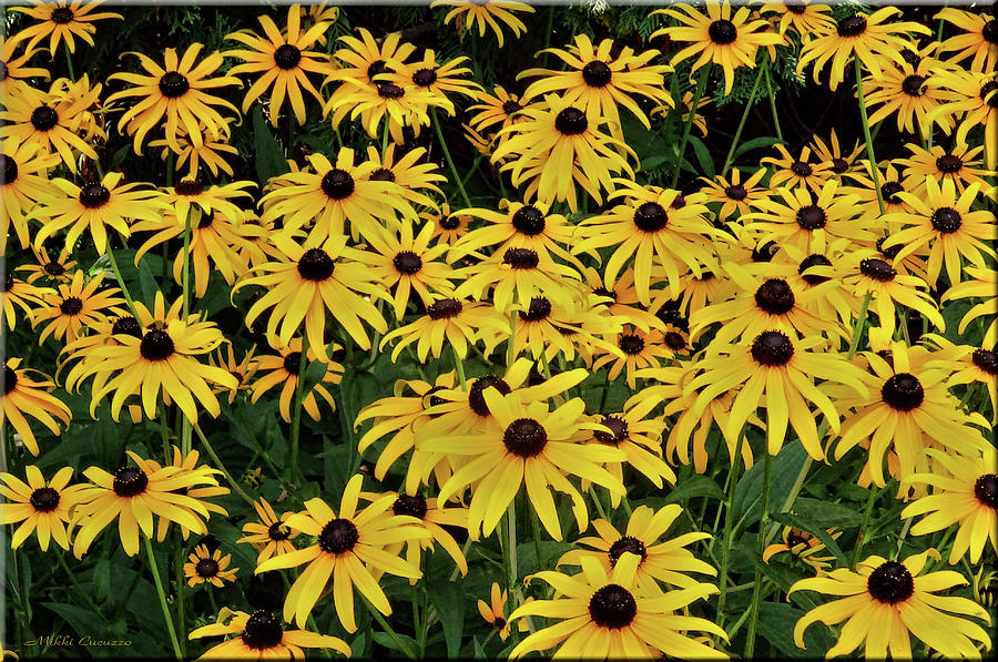 Browneyed Susans Photograph by Mikki Cucuzzo