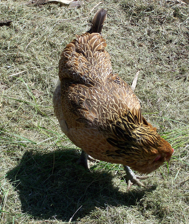 Chicken Photograph - Brownie The Hen by Laurie Kidd
