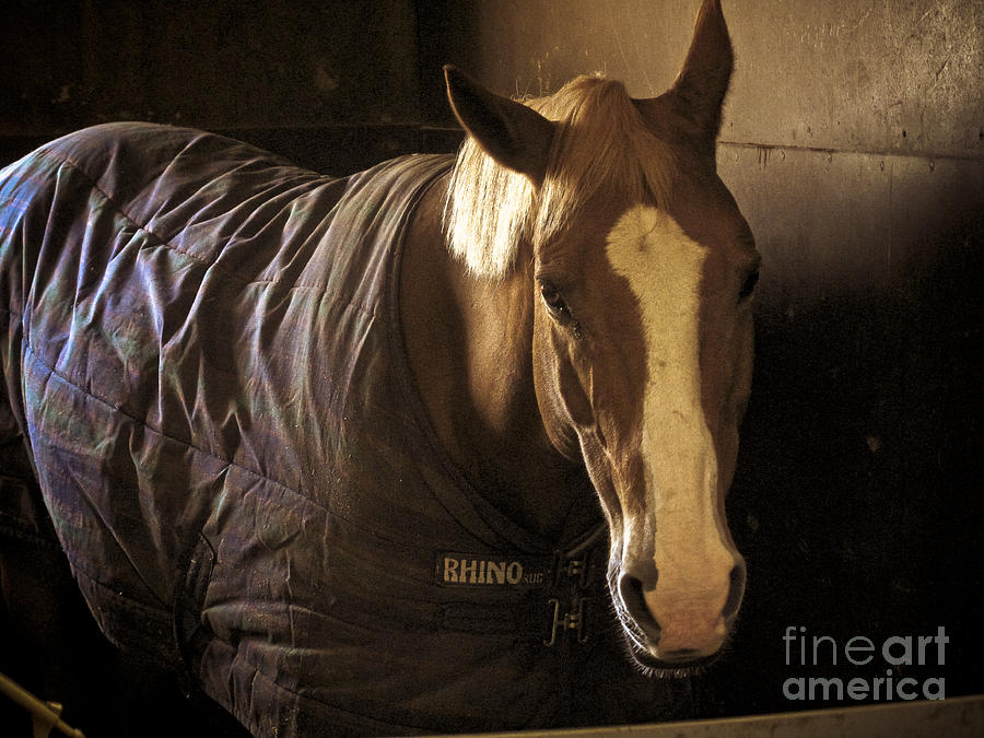 Horse Photograph - Brownie by Valerie Morrison