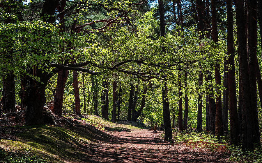 Brownsea Island Woodland Photograph by Framing Places