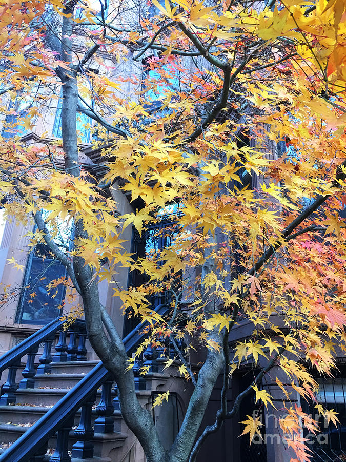 Brownstone in Fall Photograph by Onedayoneimage Photography