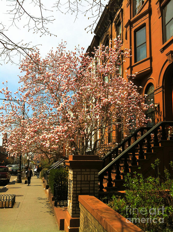 Brownstones and Blossoms Photograph by Onedayoneimage Photography