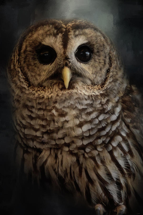 Brownsville Barred Owl  Photograph by Jai Johnson