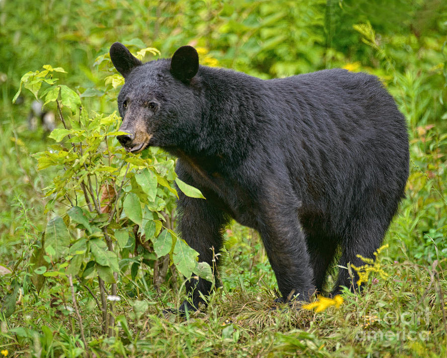 Browsing Black Bear Photograph by Timothy Flanigan - Fine Art America