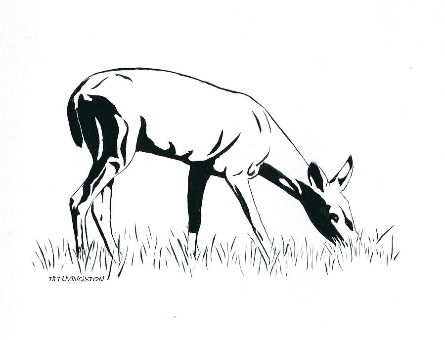 Browsing Doe Drawing by Timothy Livingston