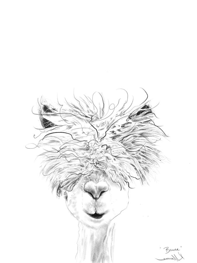 Llama Drawing - Bruce by Kristin Llamas