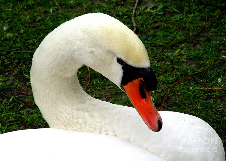 Bruges Swan 2 Photograph by Randall Weidner
