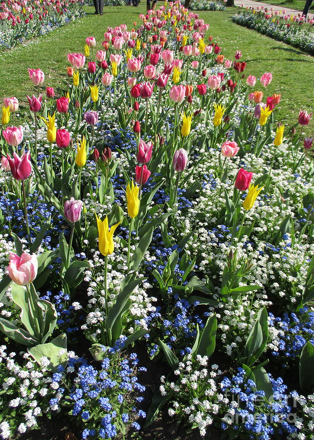 Bruges Tulips 2 Photograph by Randall Weidner
