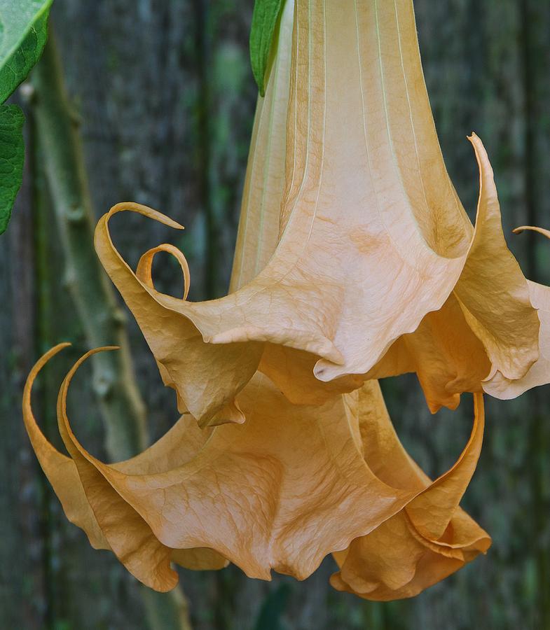 Brugmansia aka angels trumpets Photograph by Richard Rizzo
