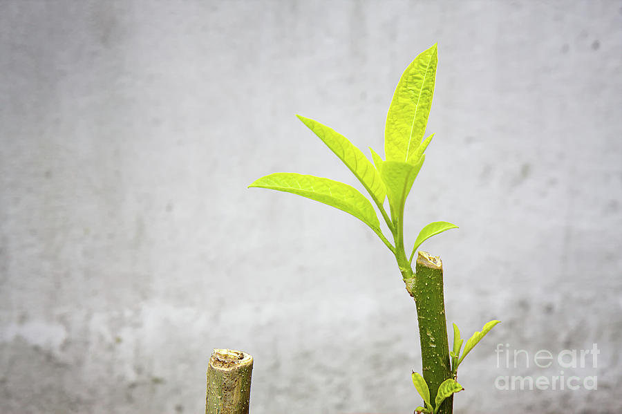 Brugmansia leaves and branch by Jan Brons Brugmansia leaves and branch by Jan Brons