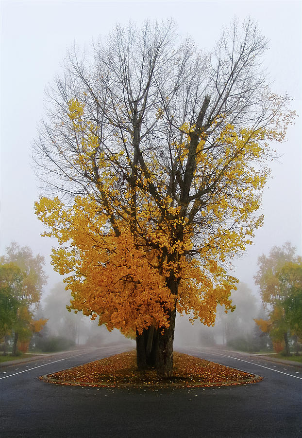 Fall Photograph - Brume by Maggie Terlecki