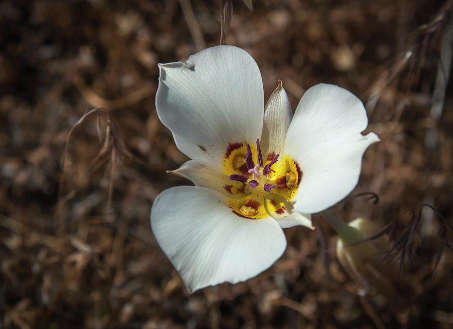 Bruneau Mariposa Lily 2 Photograph by Rick Mosher