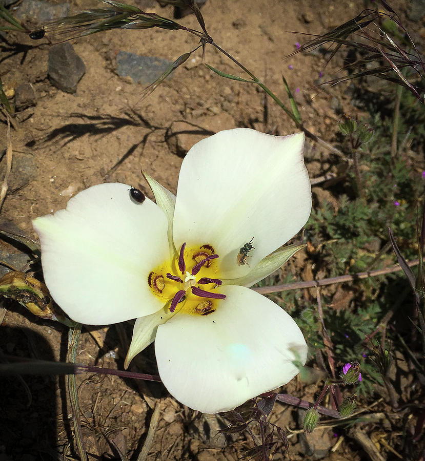 Bruneau Mariposa Lily Photograph by Rick Mosher