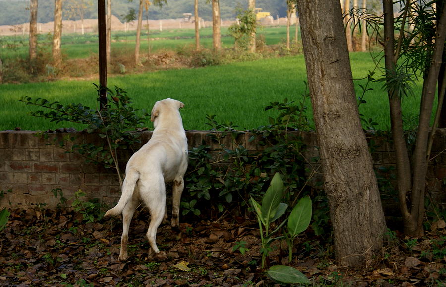 Bruno at the Farm Photograph by Padamvir Singh