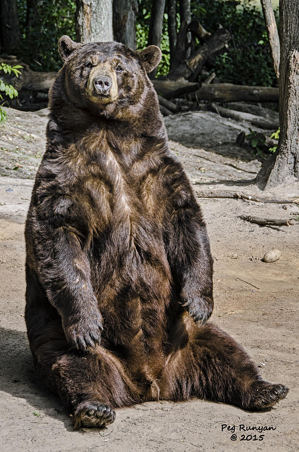 Bruno the Bear Photograph by Peg Runyan