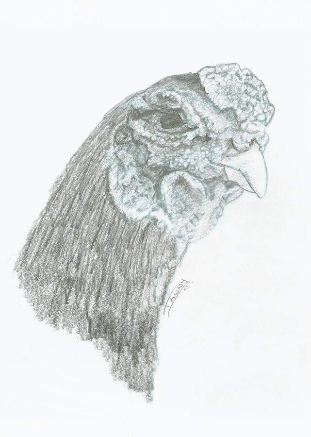 Ko Shamo Rooster Drawing by Susan Baker