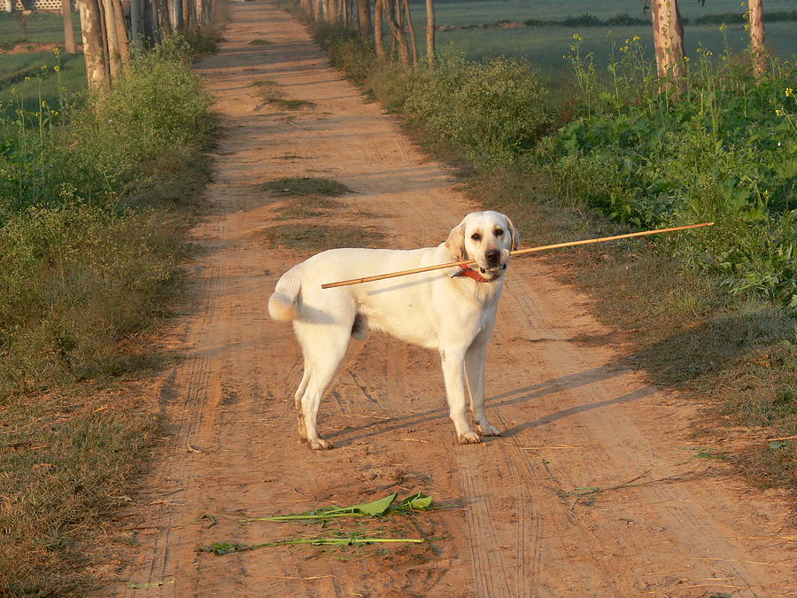 Bruno with a stick at Barri Photograph by Padamvir Singh