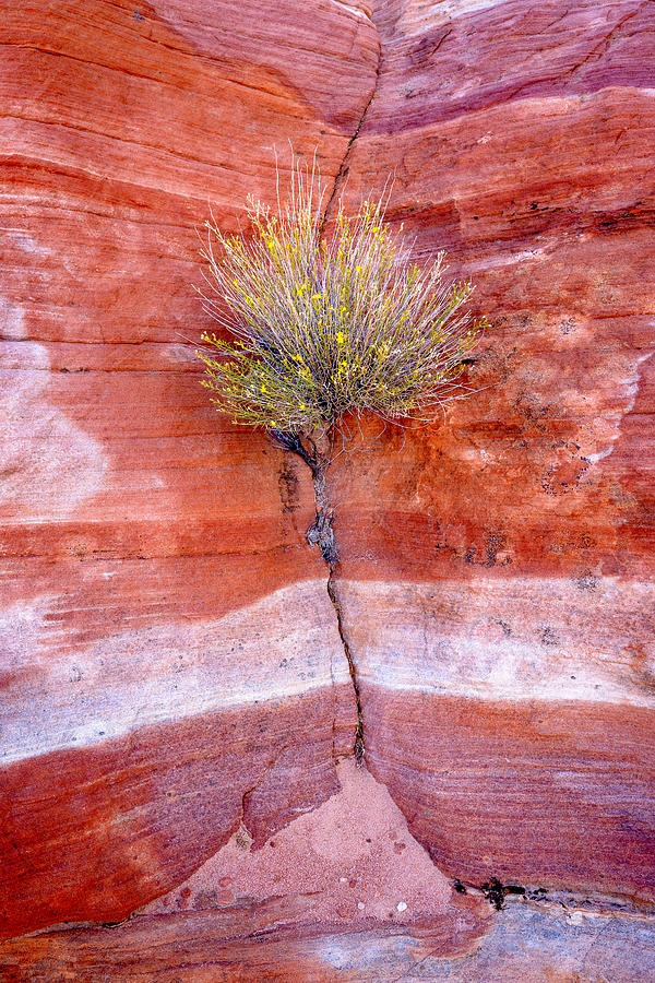 Brush and Sandstone Photograph by Joe Doherty