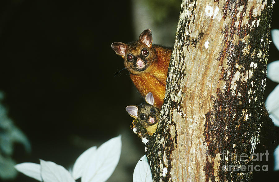 Wildlife Photograph - Brush-tailed Possum With Young by B. G. Thomson