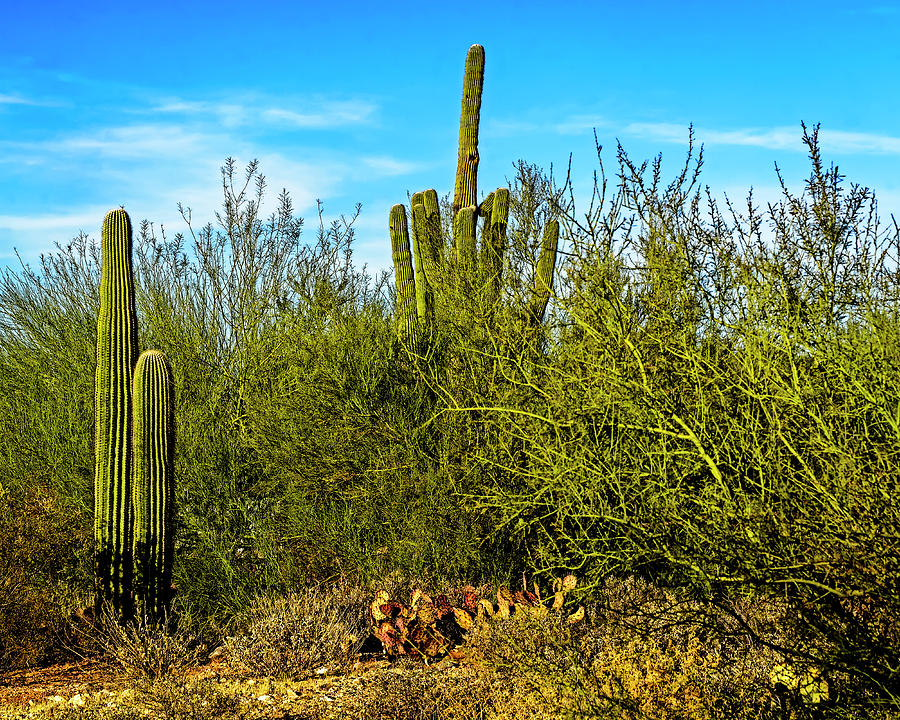 Brush With Saguaros h1814 Photograph by Mark Myhaver