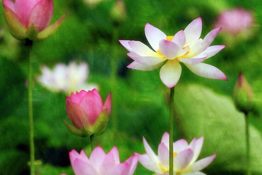 Brushed Lotus Photograph by Edward Kreis