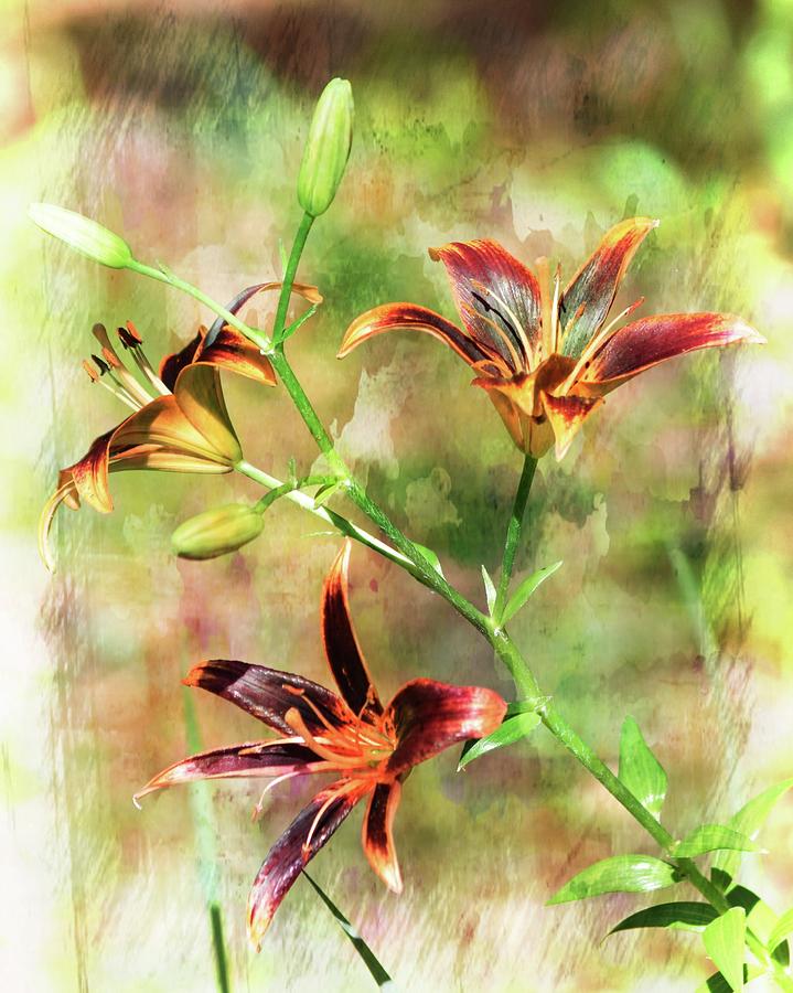 Brushed Maroon Lilies  Photograph by Sheri McLeroy