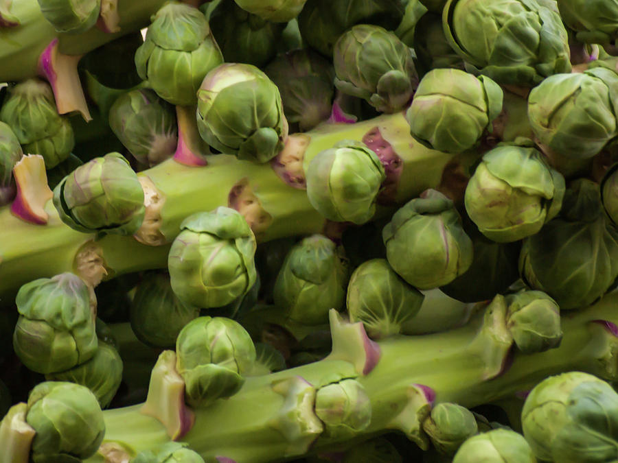Brussel Sprouts Photograph by Stewart Helberg
