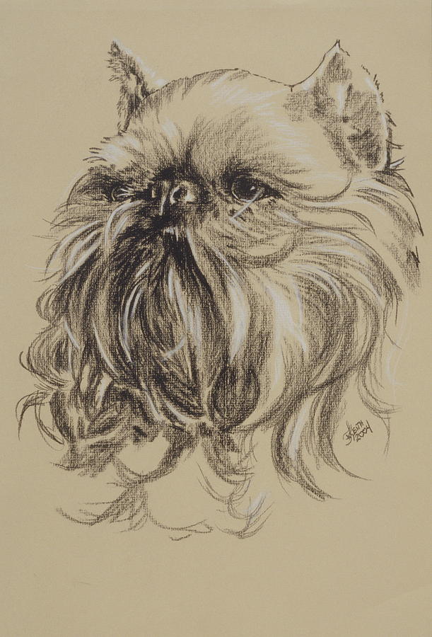 Brussels Griffon Drawing by Barbara Keith