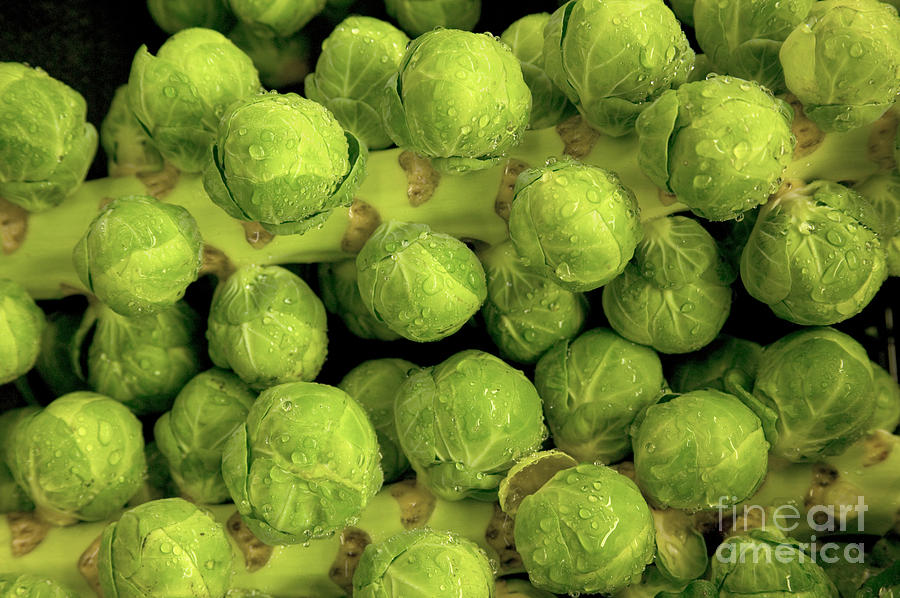 Brussels Sprouts Photograph by Inga Spence