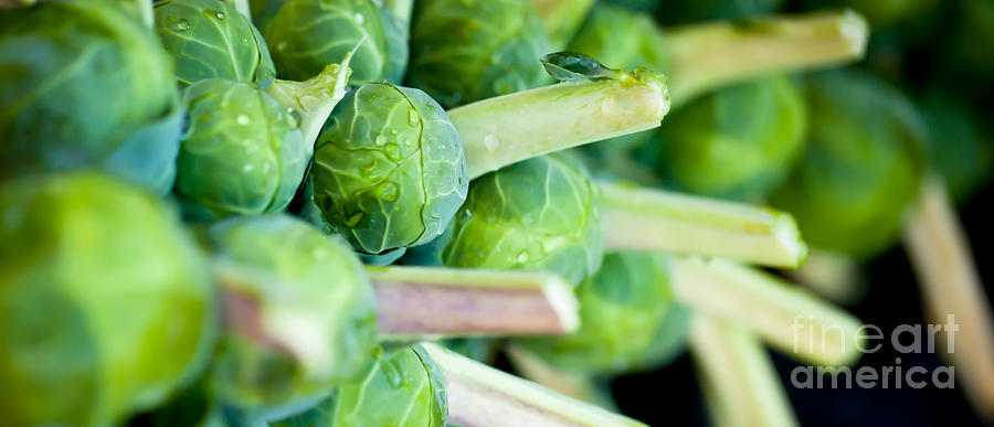 Brussels Sprouts on the Stalk Panorama by Patricia Bainter Brussels Sprouts on the Stalk Panorama by Patricia Bainter