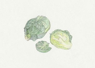 Brussels Sprouts Drawing by Tara Poole