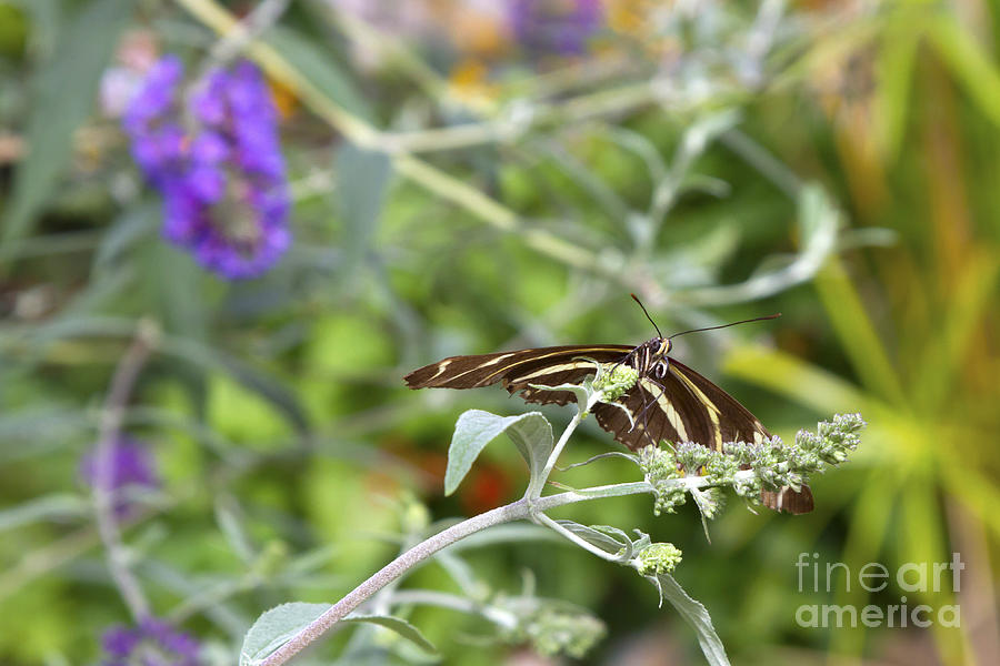 Brown striped butterfly Photograph by Karen Foley