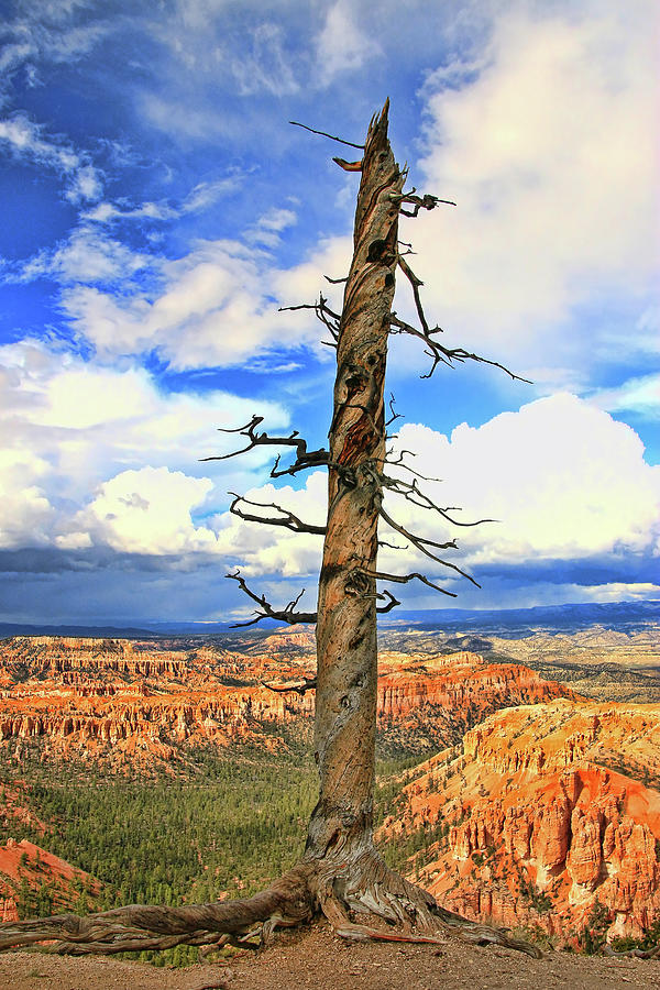 Bryce Canyon 10 - Bryce Point Photograph by Allen Beatty