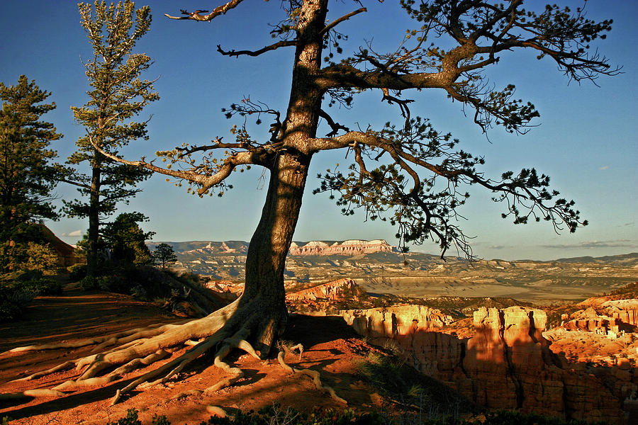 Bryce Canyon and the Escalante Photograph by Inge Riis McDonald