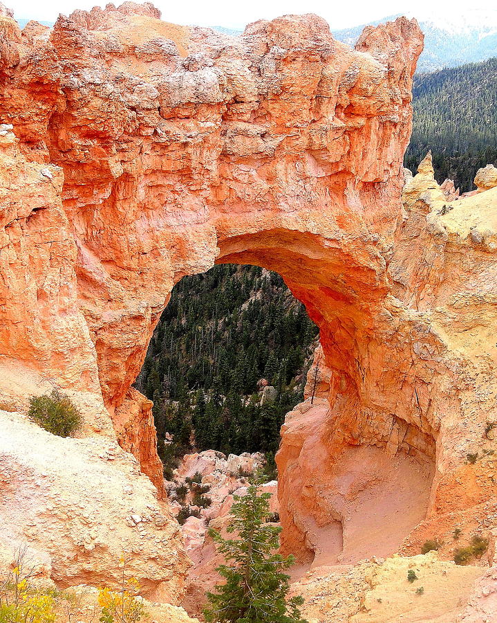 Bryce Canyon Arch Photograph by Arvin Miner