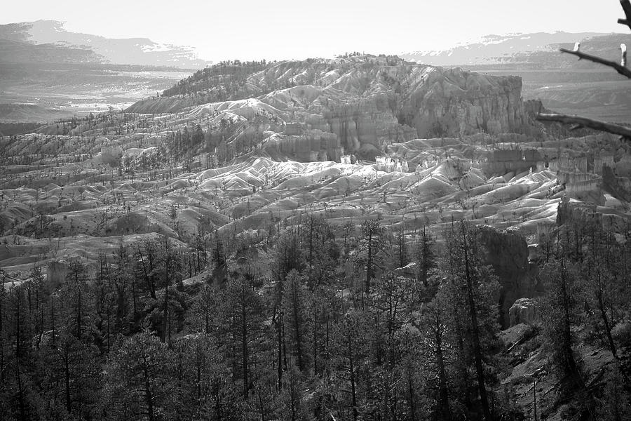 Bryce Canyon Black And White Photograph