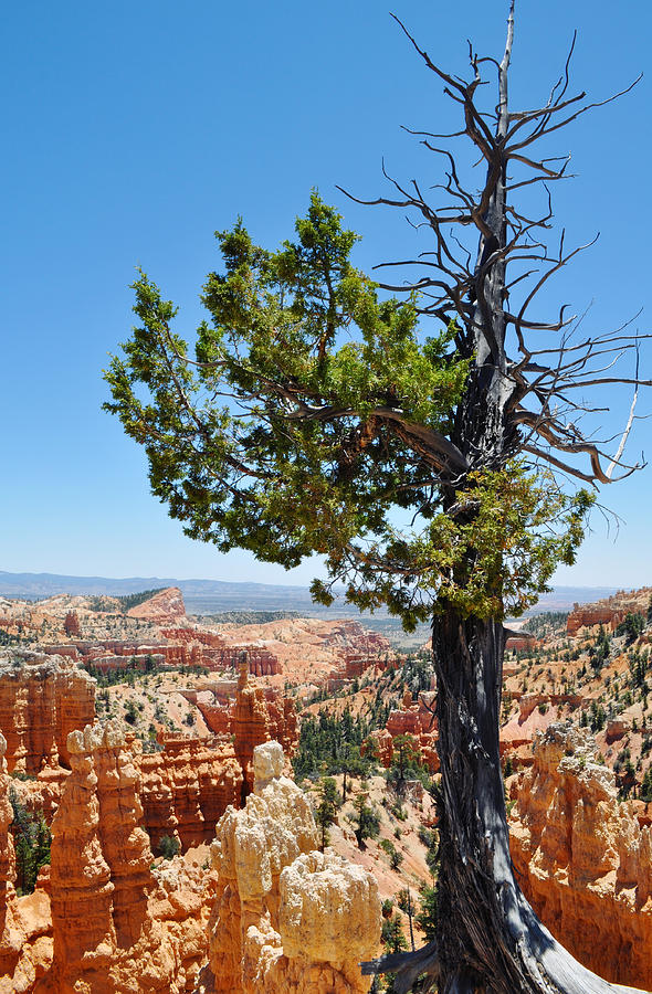 Bryce Canyon Fairyland Point Portrait Photograph by Kyle Hanson